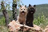 CAIRN TERRIER 476